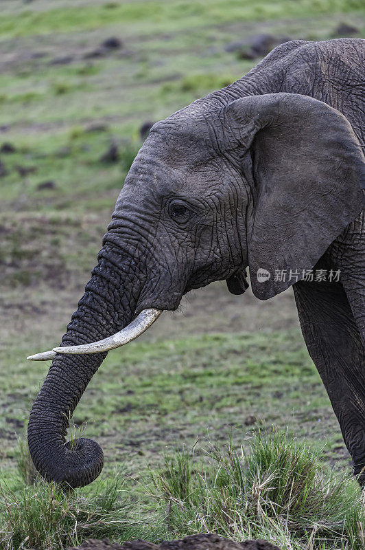 非洲丛林象(Loxodonta africana)，也被称为非洲草原象。肯尼亚马赛马拉国家保护区。用树干吃草，用脚割草。喂食。